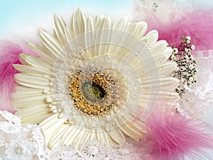 Decoration with white gerbera