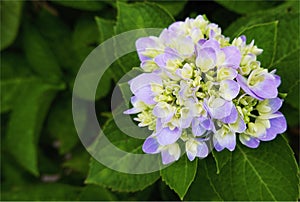 Decoration white green and violet bloomimg flower in spring season