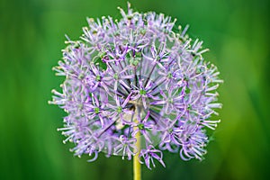 Decorativ bow - allium