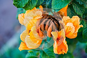 Decorative african tulip tree flower flame of the forest Tobago Caribbean