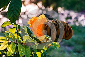 Decorative african tulip tree flower flame of the forest Tobago Caribbean