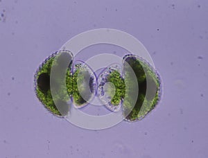 Decorative algae in division