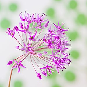 Decorative allium flower on abstract background