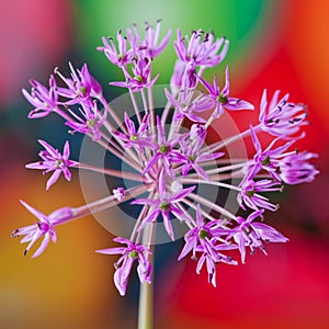 Decorative allium flower on abstract bright background