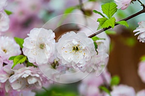 Decorative almonds Prunus triloba in bloom