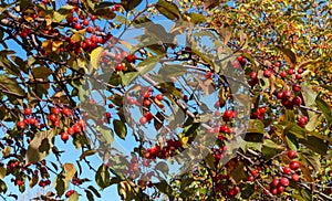 Decorative apple tree