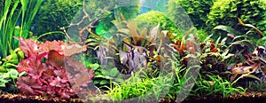 Decorative aquarium photo