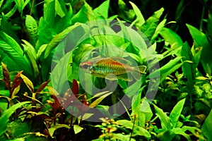 Freshwater aquarium fish, Phenacogrammus interruptus or Congo tetra in planten aquarium