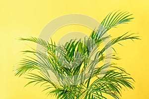 Decorative Areca palm on color background