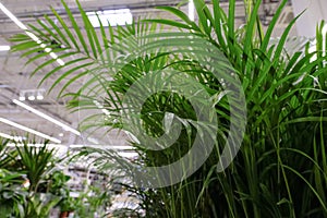 Decorative Areca palm at floral market. Chrysalidocarpus Lutesc