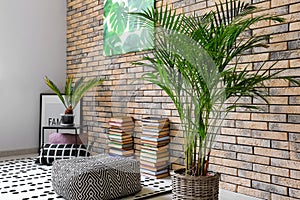 Decorative Areca palm in interior of room