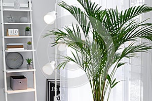 Decorative Areca palm in interior of room