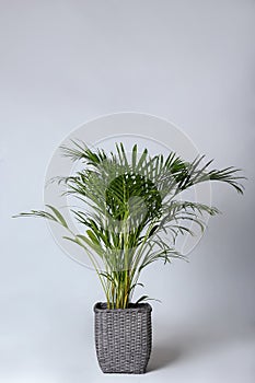 Decorative Areca palm on light background