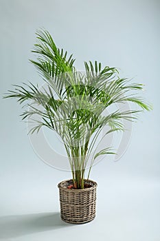 Decorative Areca palm on light background