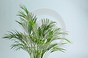 Decorative Areca palm on light background