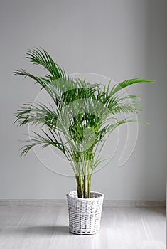 Decorative Areca palm near grey wall