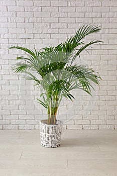 Decorative Areca palm near white brick wall