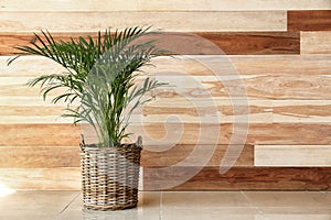 Decorative Areca palm near wooden wall