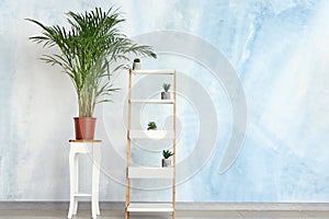 Decorative Areca palm with plants on shelving near color wall