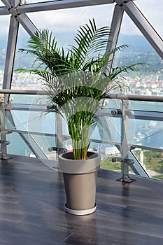 Decorative Areca palm in a pot against the window.