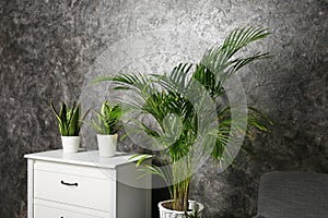 Decorative Areca palm in room near grunge wall