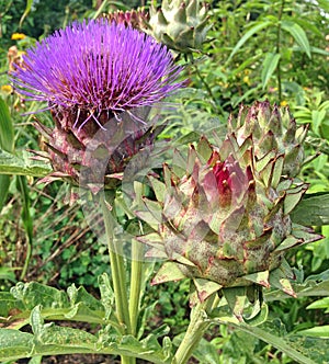 A decorative artichoke thistle called Cardoon