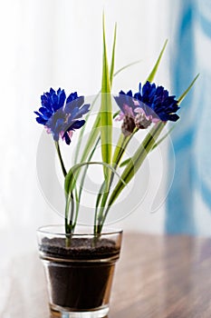 Decorative artificial flowers on wooden table light from window