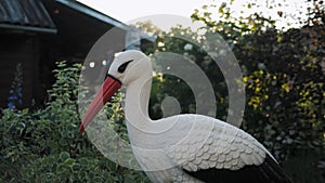 Decorative artificial plastic fake bird in backyard garden, stork imitation