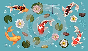 Decorative asian pond elements. Koi fish, colored japanese carps, aquatic plants, rocks, garden design, lilies and