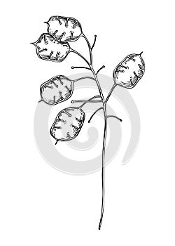 Decorative autumn plant sketch. Lunaria seeds sketch. Hand drawn botanical element in sketched style. Fall flowers illustrations.