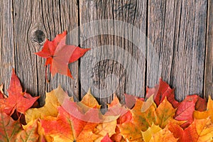 Decorative backgrounÐ² frame from fall maple leaves