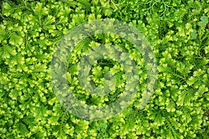 Decorative background - green moss