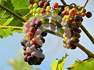 Decorative background of large edible fruits on the branches of grapes in the garden
