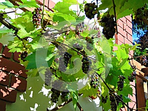 Decorative background of large edible fruits on the branches of grapes in the garden