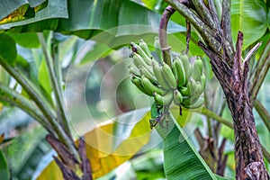 Decorative banana plants growing in a tropical garden. Exotic fruits.