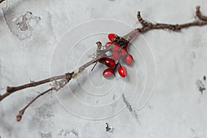 A decorative beautiful wall indoors, twigs with bright artificial berries are attached to gray wall. Interesting unusual