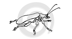 Decorative beetle with long antennae, agricultural pest insect, chrysomelidae