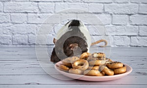 Decorative black and white cute rat sniffs and eats round bagels from a pink ceramic plate. Rodent close-up on a background of