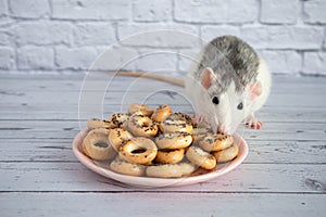 Decorative black and white cute rat sniffs and eats round bagels from a pink ceramic plate. Rodent close-up on a background of