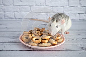 Decorative black and white cute rat sniffs and eats round bagels from a pink ceramic plate. Rodent close-up on a background of