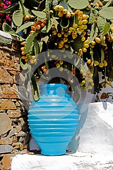 Decorative blue amphora with prickly pears in the background, Kastro village, Sifnos island, Greece.