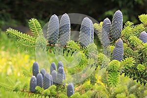 Decorative blue cones of a fir tree