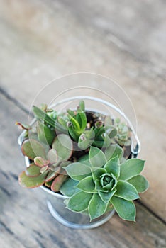 Decorative boiler Mix variety of Succulent Flowers in Pot Plants in Garden. rustic wooden board. photo