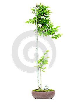Miniature bonsai plant chinese hackberry celtis sinensis photo