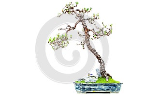 Miniature bonsai plant pinus massoniana or masson`s pine photo