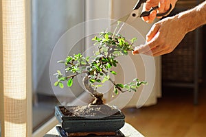 Decorative bonsai plant standing on a table