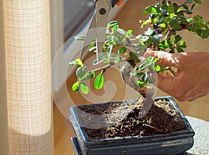 Decorative bonsai plant standing on a table