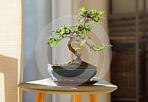 Decorative bonsai plant standing on a table