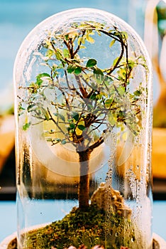 Decorative Bonsai Tree Glass Terrarium