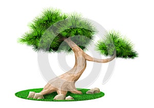 Decorative bonsai tree pine isolated